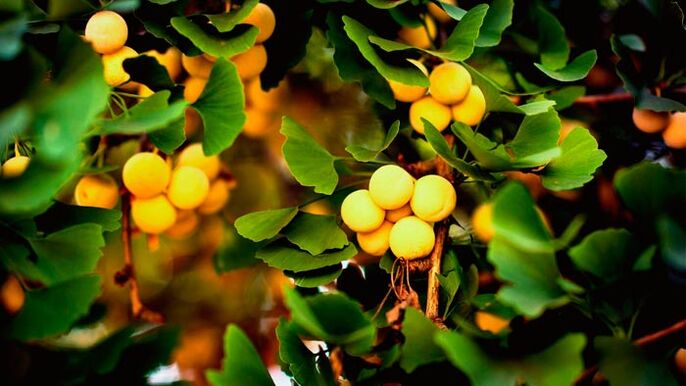 Ginkgo biloba is a stimulant for penis growth