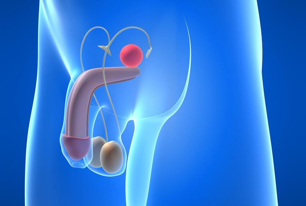 Increase in penis width